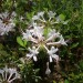 Coastal Azalea